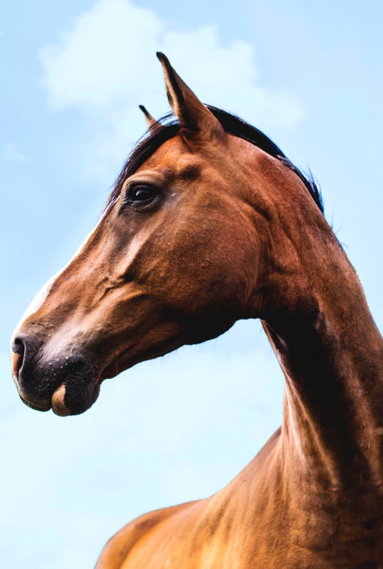 Warum hat ein Pferd kein Schlüsselbein? Der Hauptgrund ist vermutlich die Stoßdämpfung durch eine muskuläre Rumpf-Bein-Verbindung.
